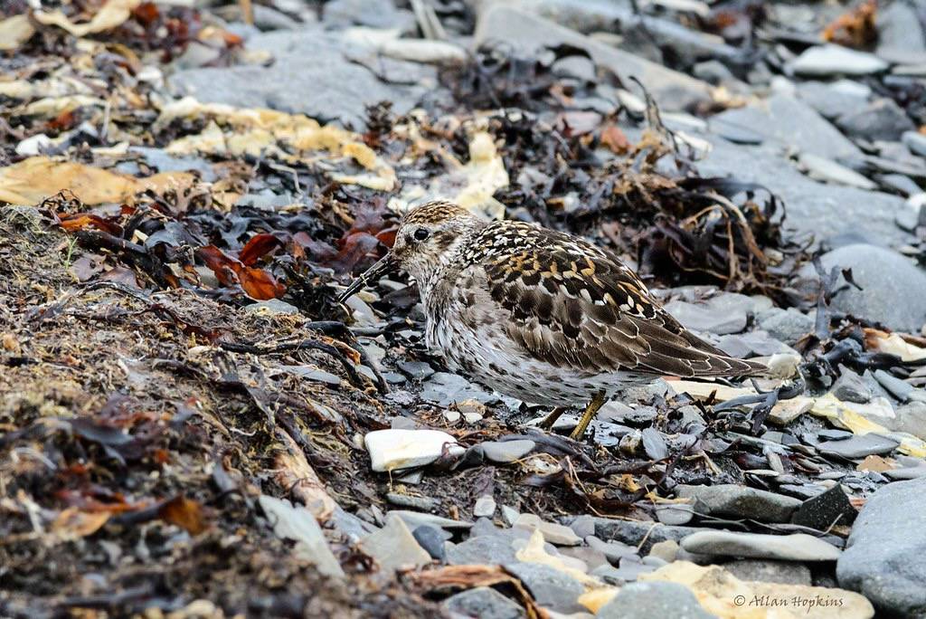 Purple Sandpiper (Calidris maritima) summer plumage adult by Allan Hopkins is licensed under CC BY-NC-ND 2.0